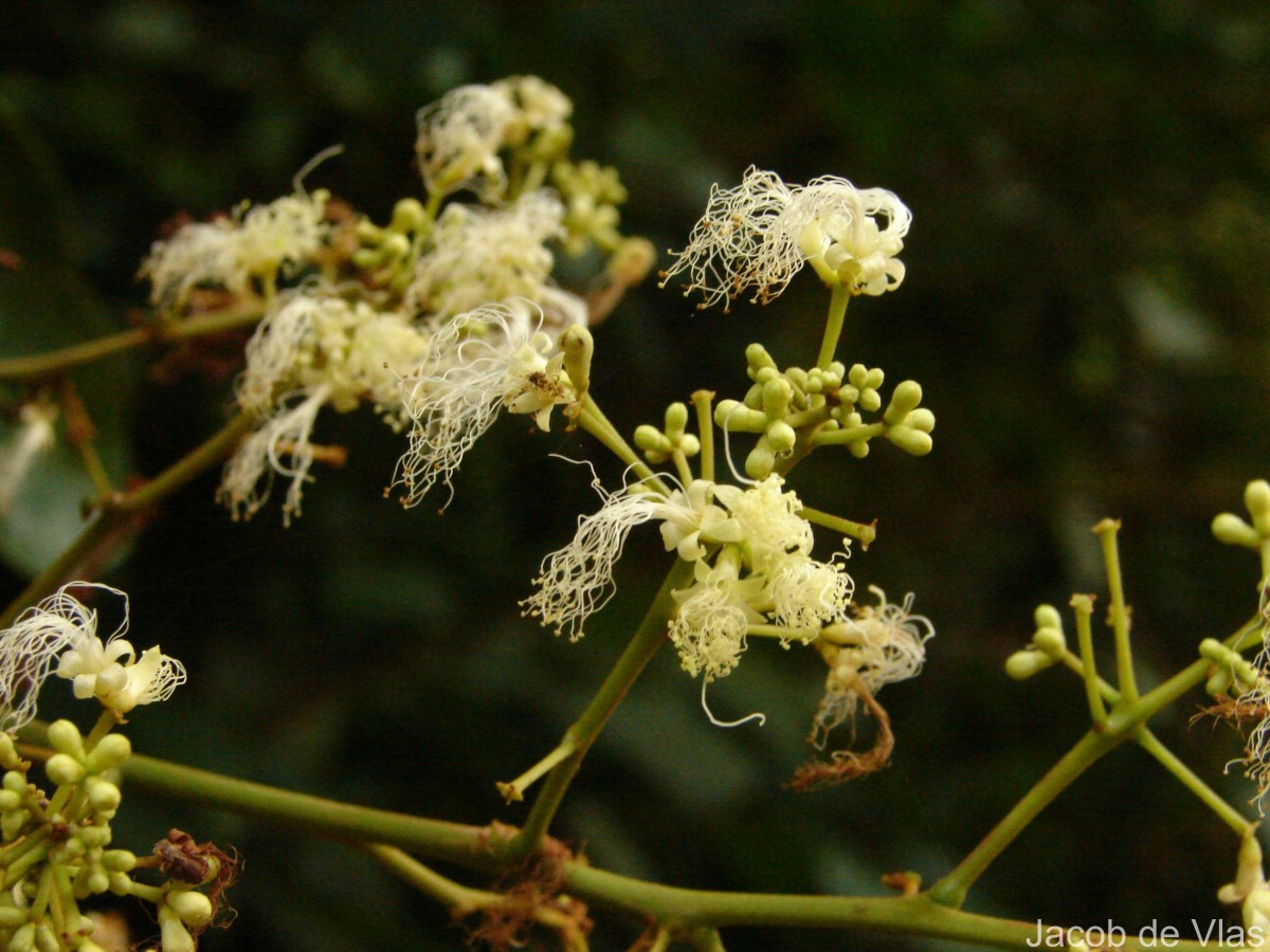 Archidendron bigeminum (L.) I.C.Nielsen